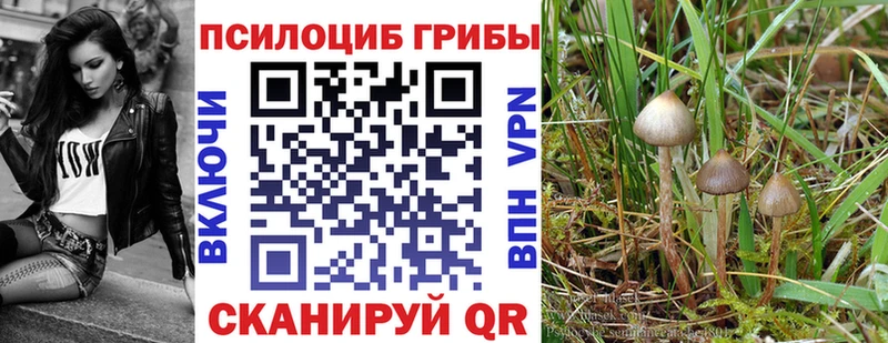 Псилоцибиновые грибы Psilocybe  Чадан 